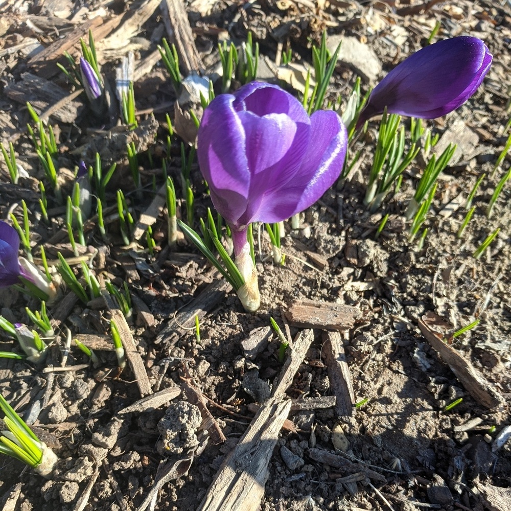 Meet your Posher, Allyxandria